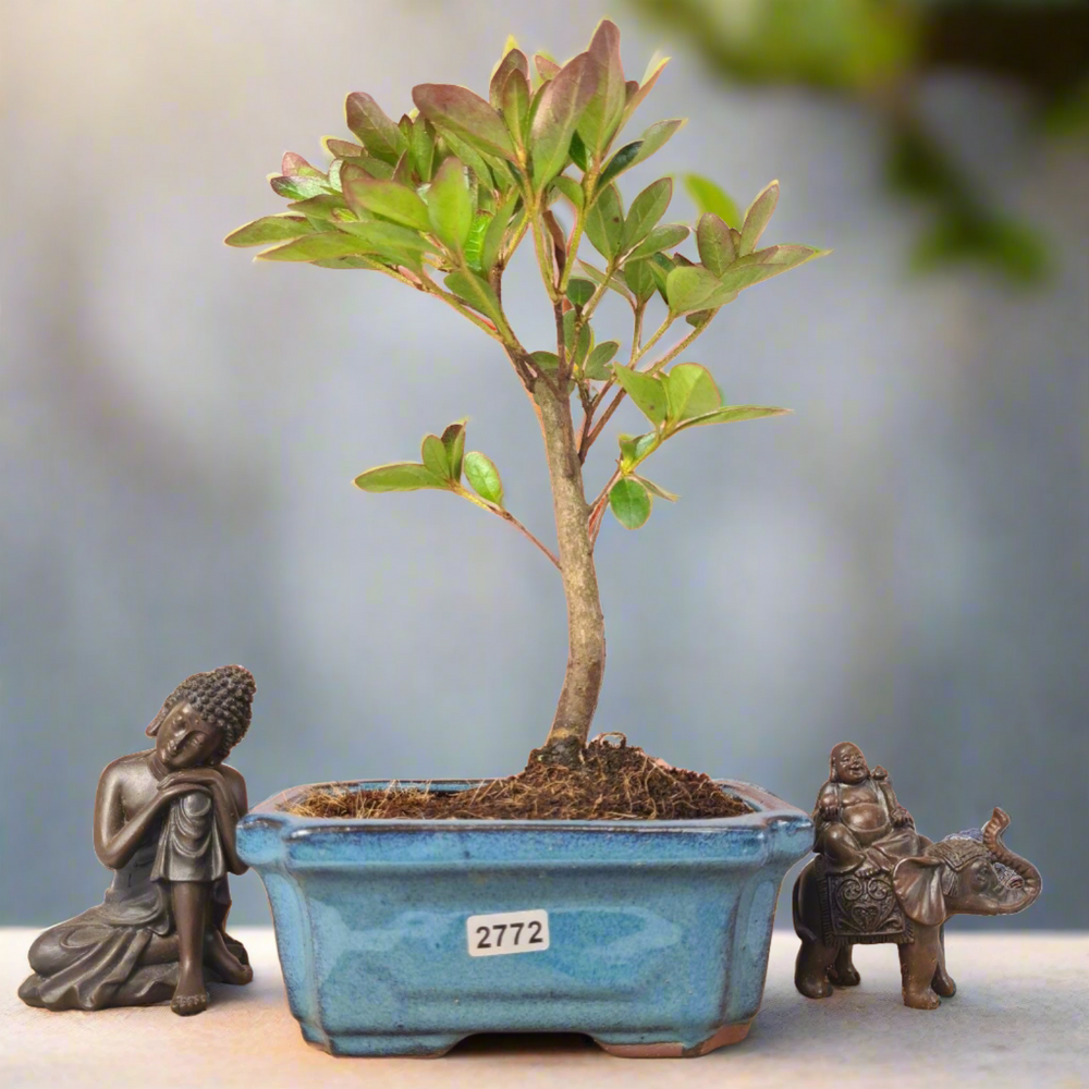Clearance: Azalea (Rhododendron) Bonsai Tree | Broom | In 15cm Pot