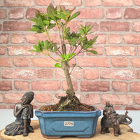 Clearance: Azalea (Rhododendron) Bonsai Tree | Broom | In 15cm Pot