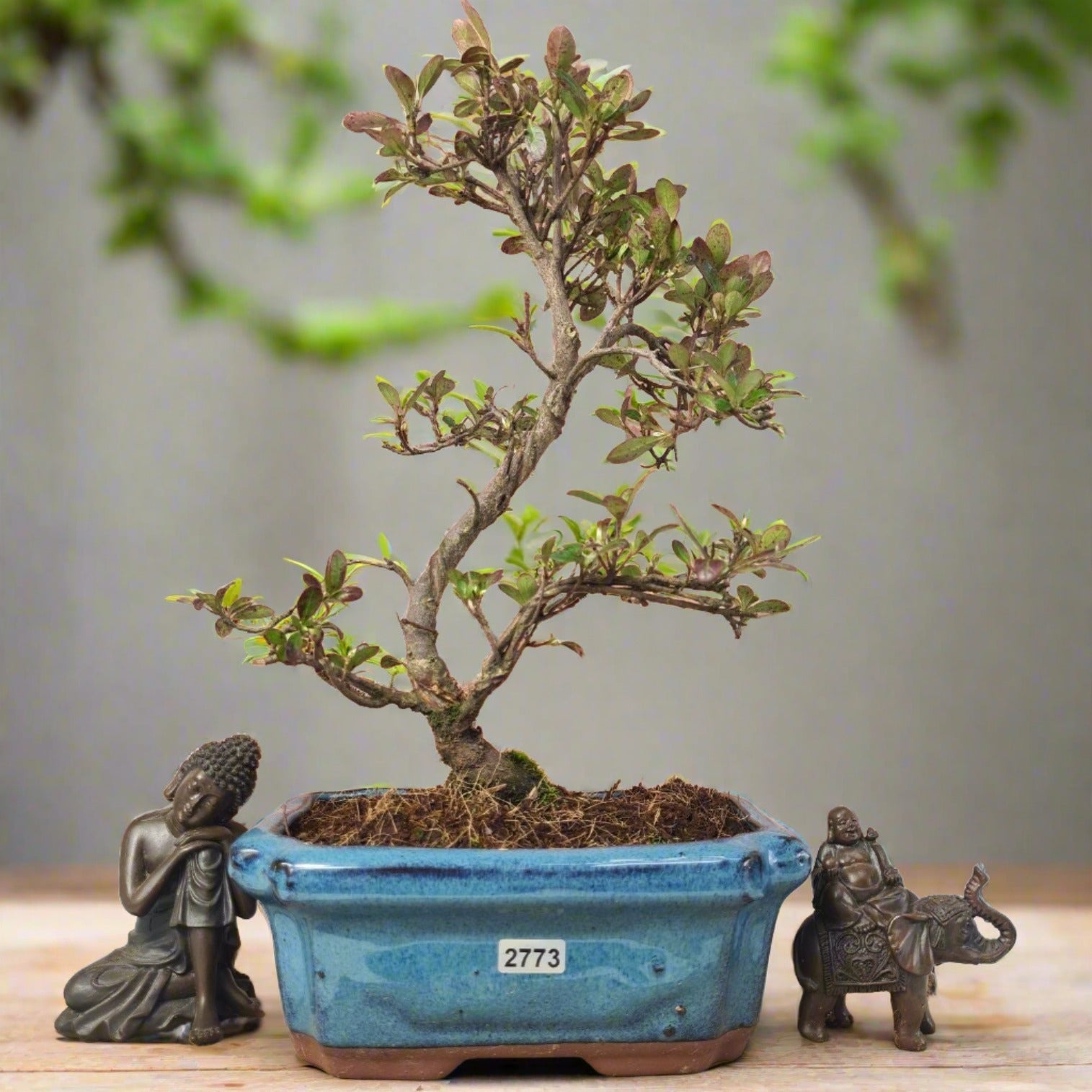Azalea Bonsai Tree in 20cm Pot