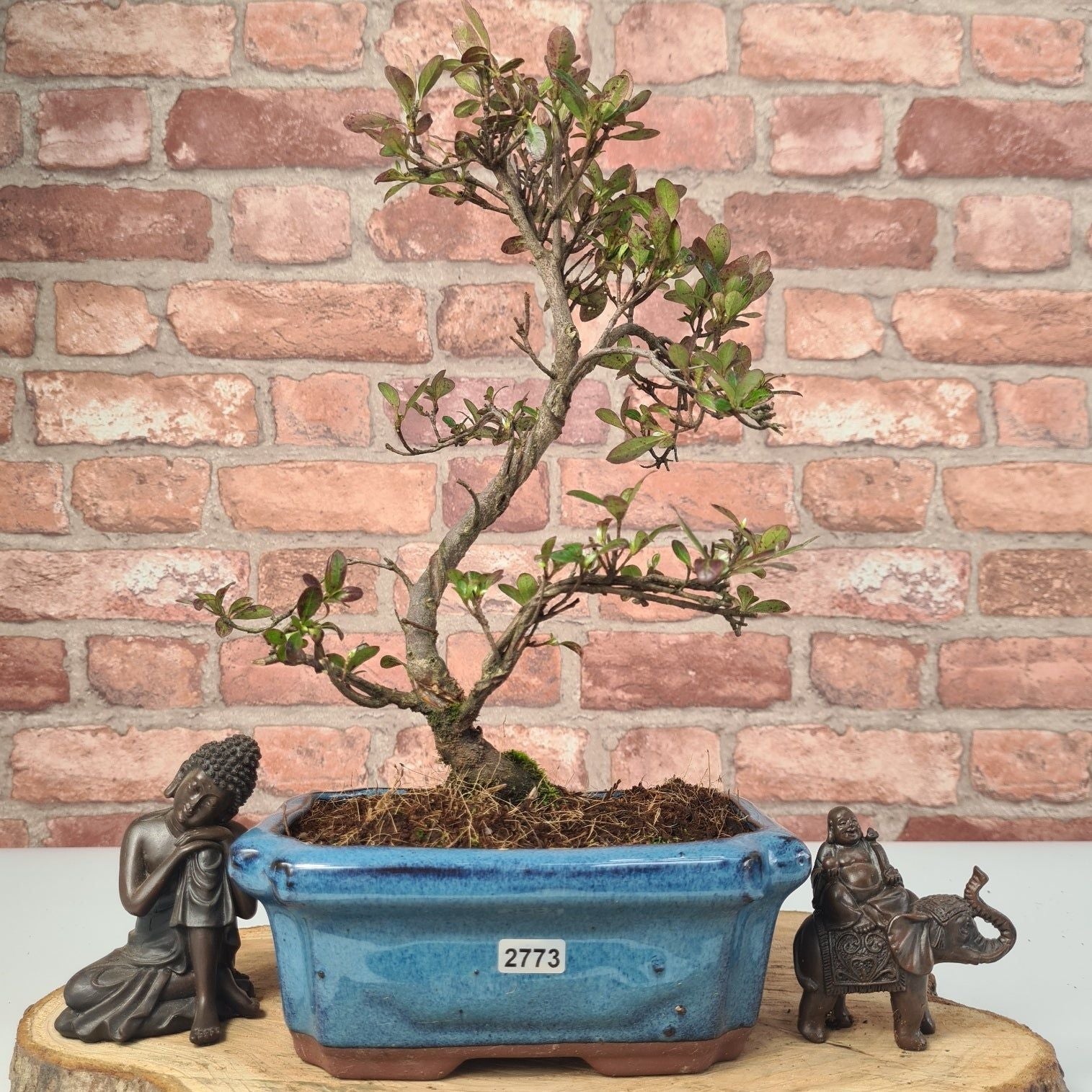 Azalea Bonsai Tree in 20cm Pot