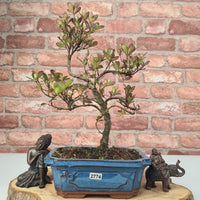 Azalea (Rhododendron) Bonsai Tree | Shaped | In 20cm Pot