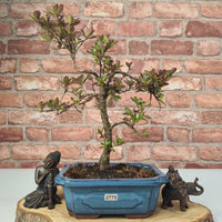 Azalea Bonsai Tree in 20cm Pot