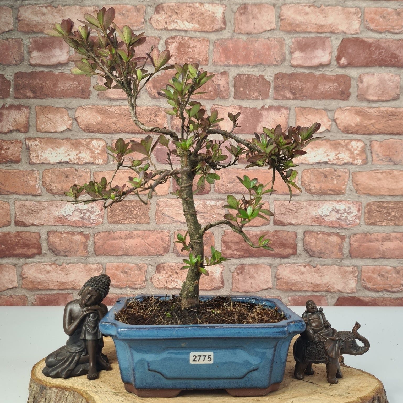 Azalea (Rhododendron) Bonsai Tree | Shaped | In 20cm Pot