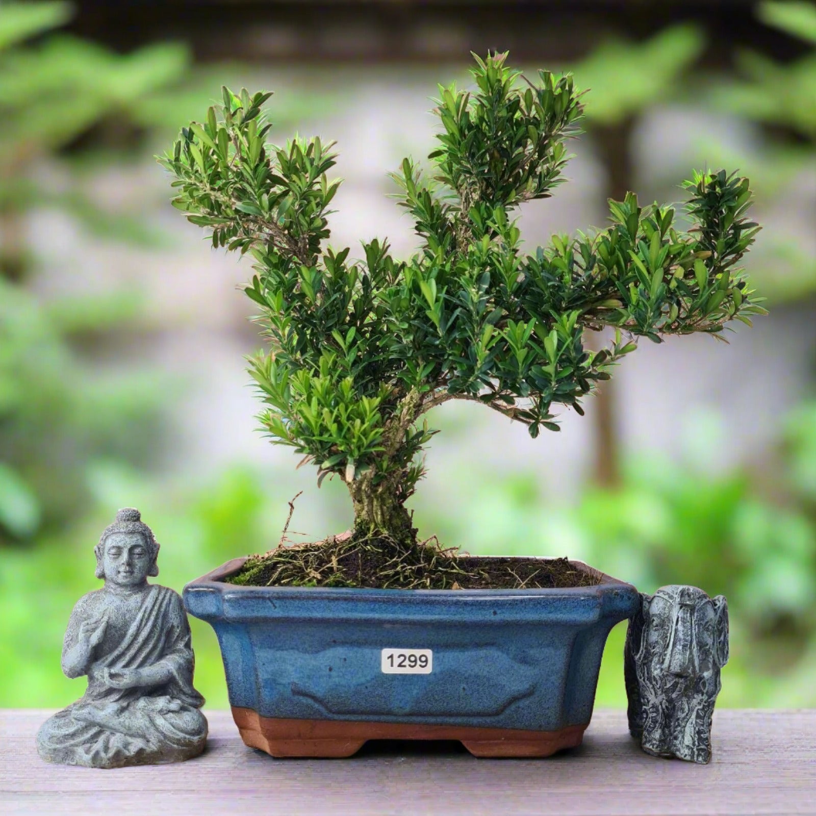 Boxwood (Buxus Harlandii) Bonsai Tree | Shaped | In 20cm Pot