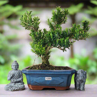 Boxwood (Buxus Harlandii) Bonsai Tree | Shaped | In 20cm Pot