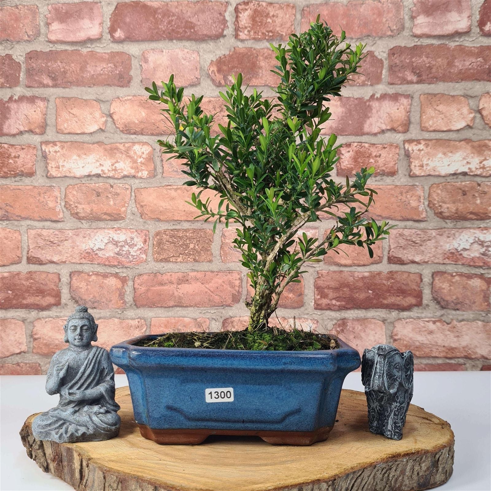 Boxwood (Buxus Harlandii) Bonsai Tree | Shaped | In 20cm Pot