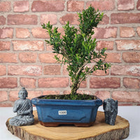 Boxwood (Buxus Harlandii) Bonsai Tree | Shaped | In 20cm Pot