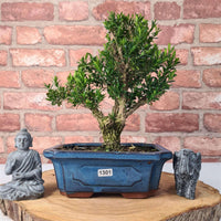 Boxwood (Buxus Harlandii) Bonsai Tree | Shaped | In 20cm Pot