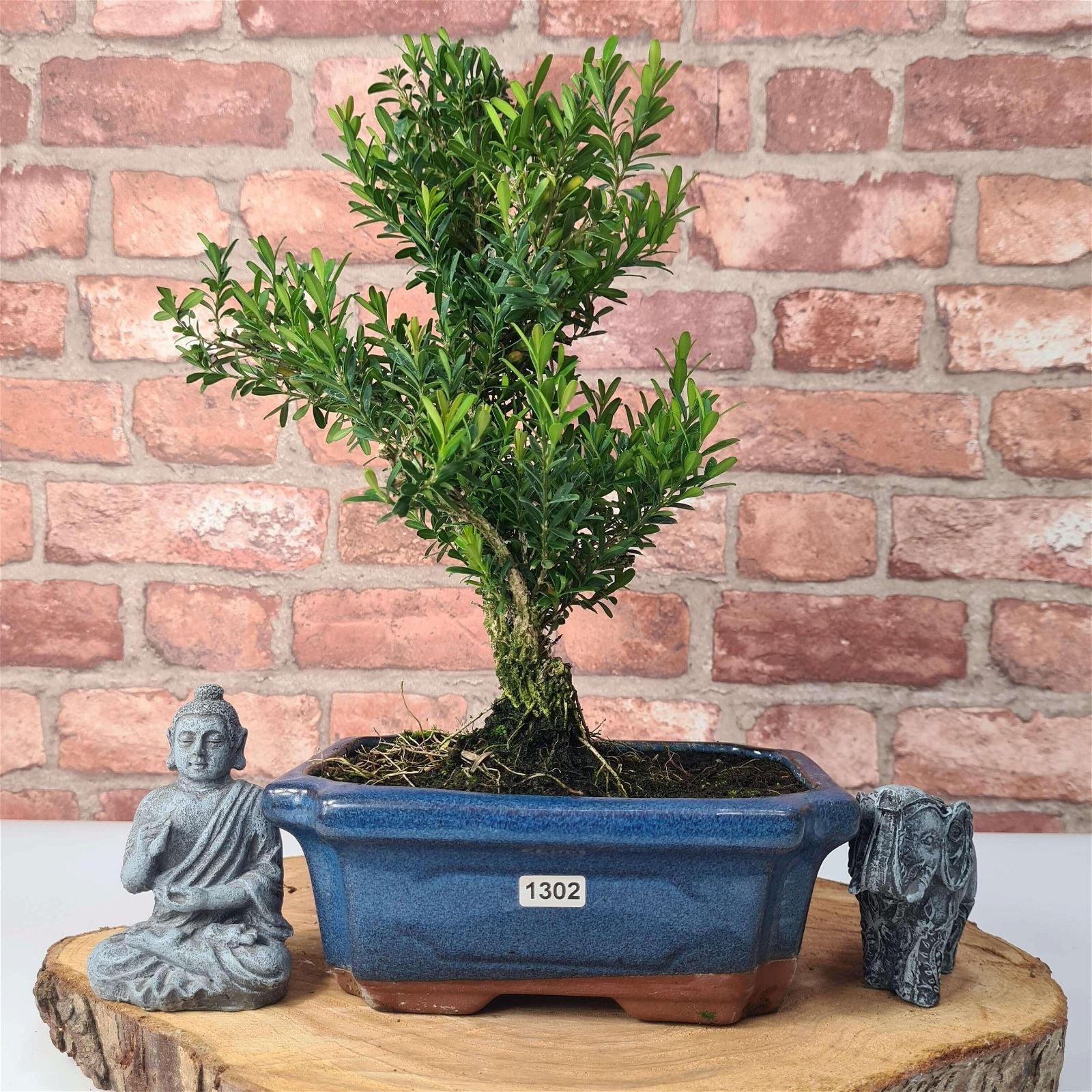 Boxwood (Buxus Harlandii) Bonsai Tree | Shaped | In 20cm Pot