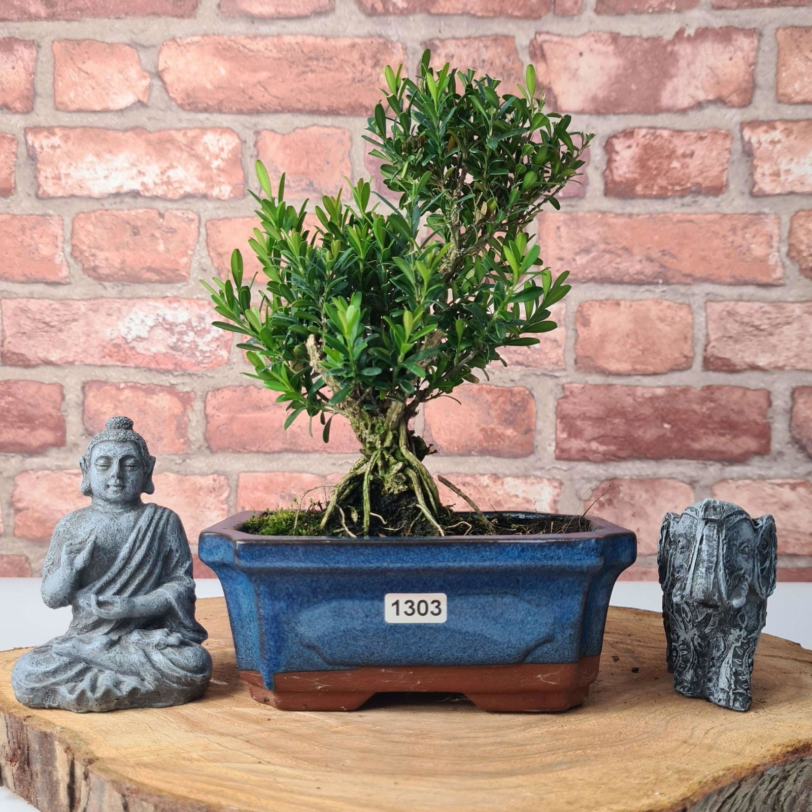 Boxwood (Buxus Harlandii) Bonsai Tree | Shaped | In 20cm Pot