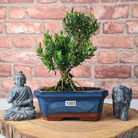 Boxwood (Buxus Harlandii) Bonsai Tree | Shaped | In 20cm Pot