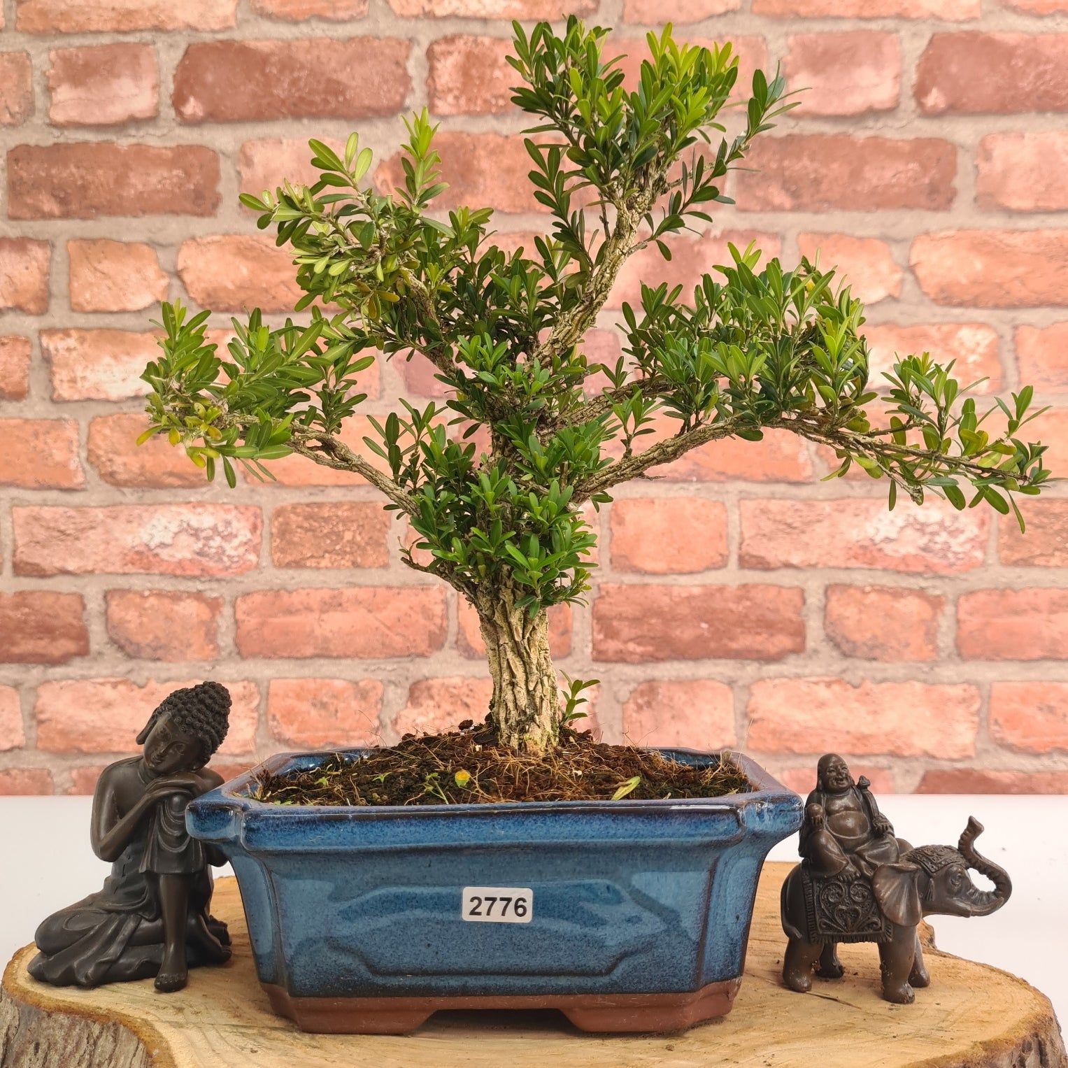 Boxwood (Buxus Harlandii) Bonsai Tree | Shaped | In 20cm Pot