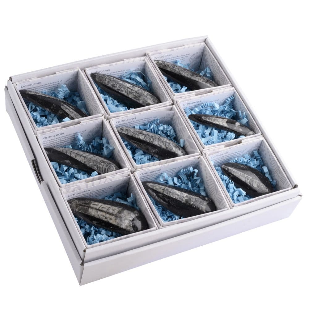 Gift Boxed Orthoceras Fossil with Information Card (SINGLE UNIT)