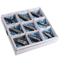 Gift Boxed Orthoceras Fossil with Information Card (SINGLE UNIT)