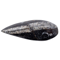 Gift Boxed Orthoceras Fossil with Information Card (SINGLE UNIT)