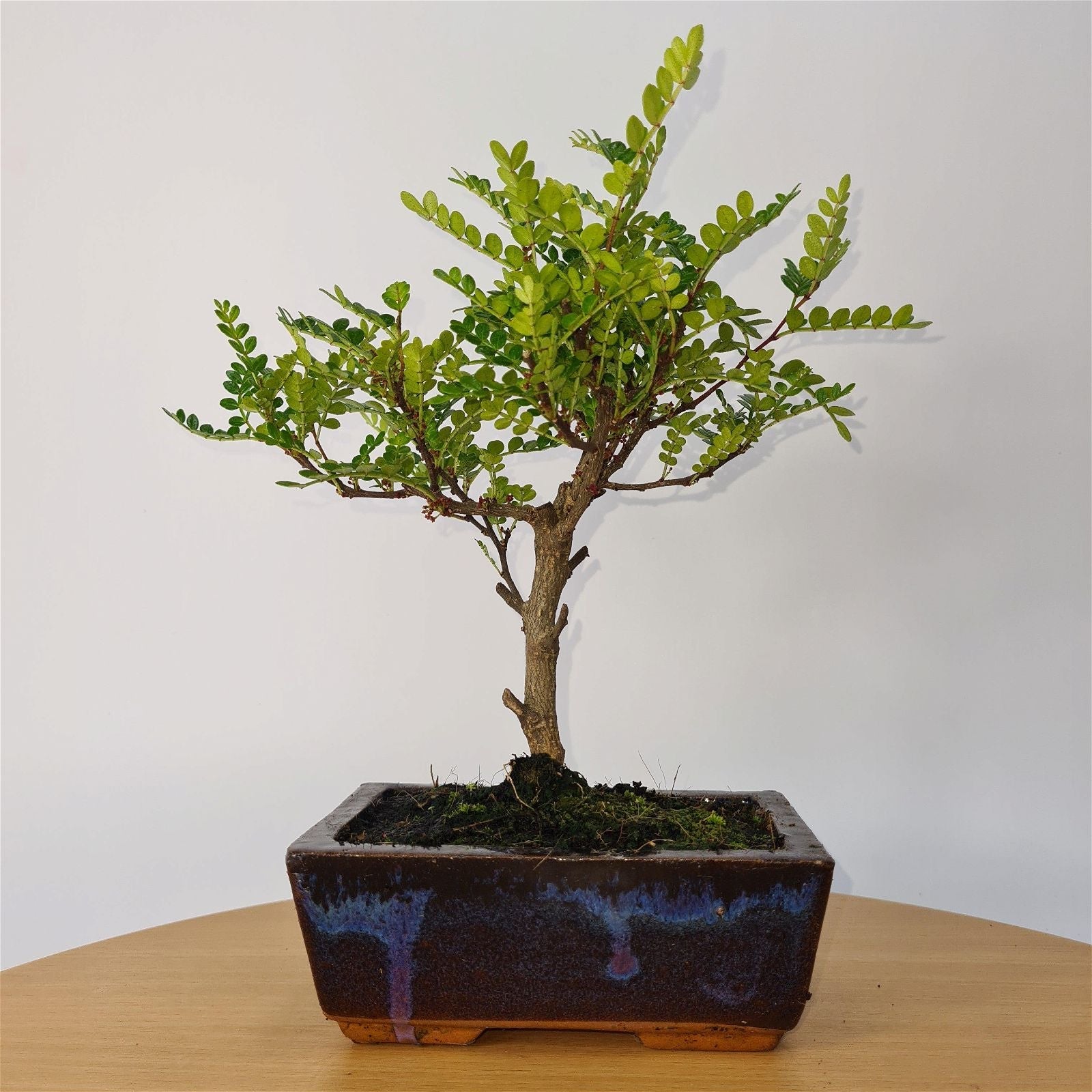 Chinese Pepper (Zanthoxylum Pipertum) Bonsai Tree | Broom | In 15cm Pot