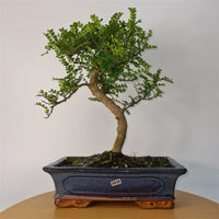 Chinese Pepper (Zanthoxylum Pipertum) Bonsai Tree | Shaped | In 30cm Pot