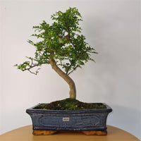 Chinese Pepper (Zanthoxylum Pipertum) Bonsai Tree | Shaped | In 30cm Pot