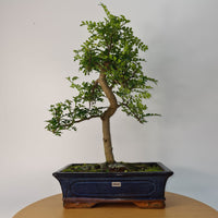 Chinese Pepper (Zanthoxylum Pipertum) Bonsai Tree | Shaped | In 30cm Pot