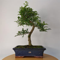 Chinese Pepper (Zanthoxylum Pipertum) Bonsai Tree | Shaped | In 30cm Pot