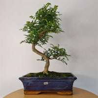 Chinese Pepper (Zanthoxylum Pipertum) Bonsai Tree | Shaped | In 30cm Pot