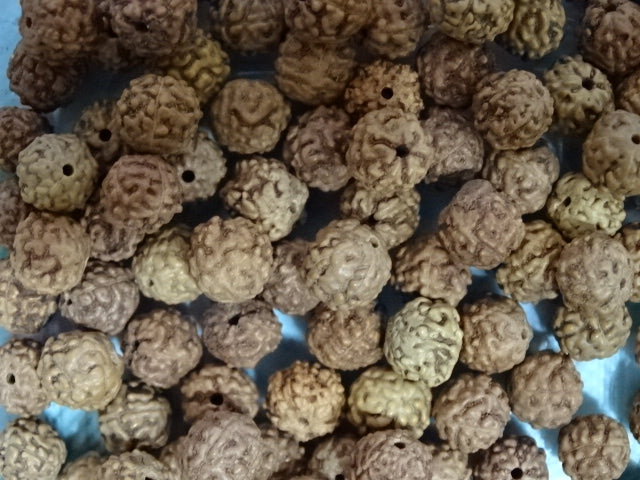 'Sienna'  Undyed Natural Rudraksha Beads, 6~9 x 6~9mm, Hole: 0.8~1.2mm