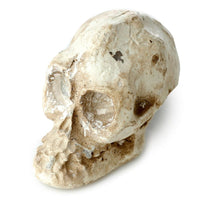 Gothic Gifts Skull Dig It Out Kit