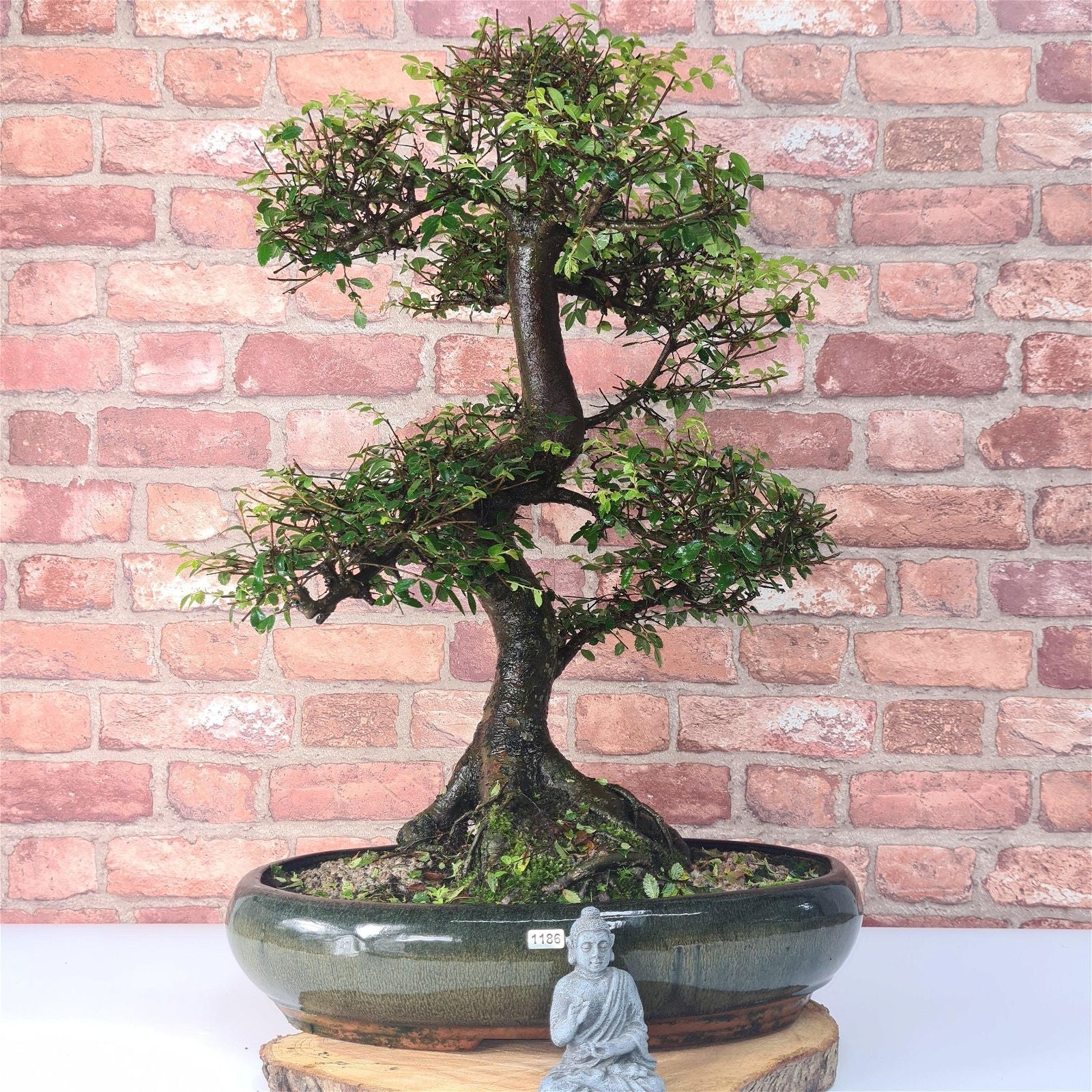 Large Chinese Elm (Ulmus Parvifolia) Bonsai Tree | Shaped | In 35cm Pot