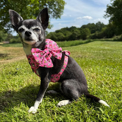 Signature Pink Chihuahua Print Exclusive Small Sailor Bow by My Chi and Me