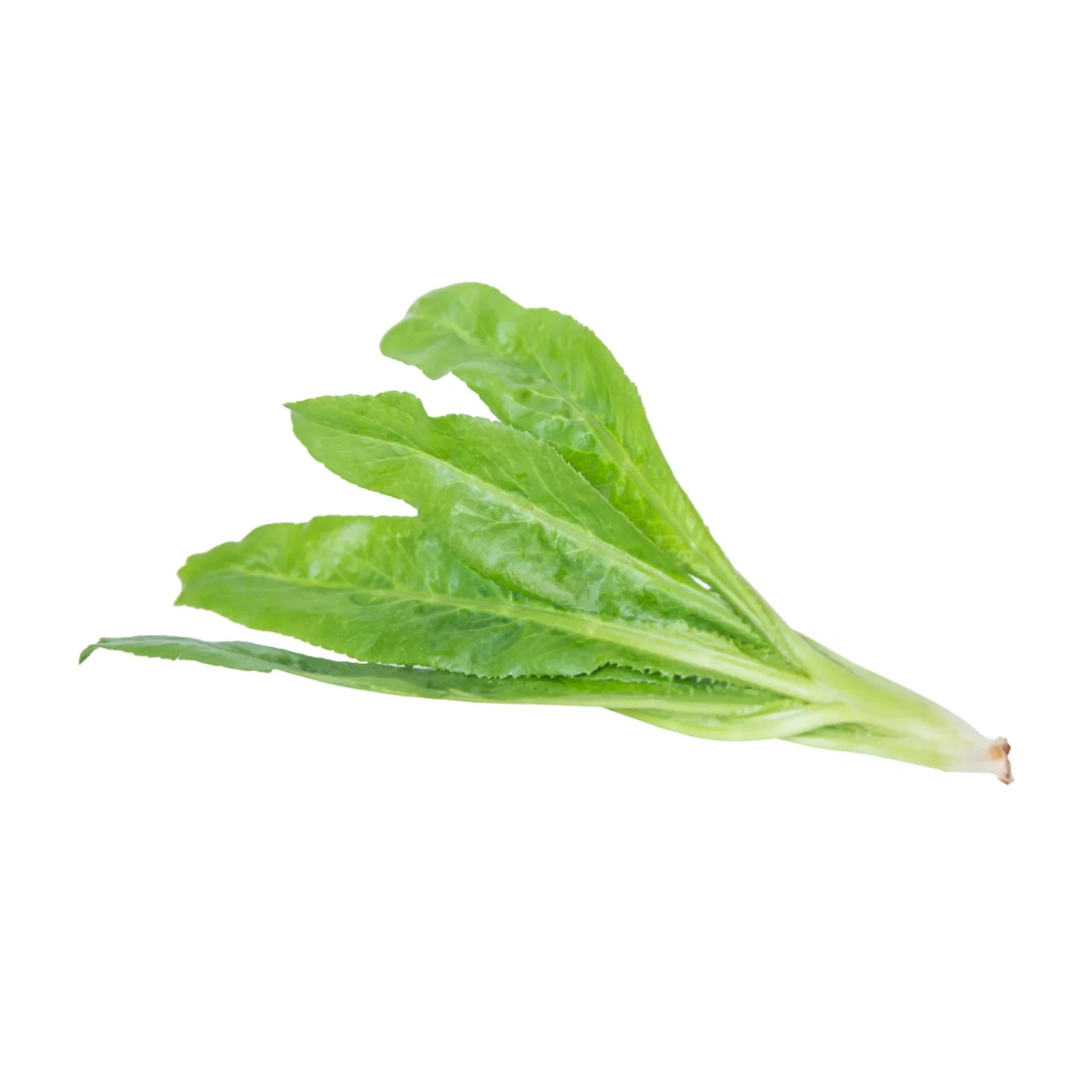 Fresh Thai Parsley/Ngo Gai 100g