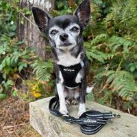 Tiny Trails Reflective 15mm Webbing Lead with Neoprene Handle Lining Black