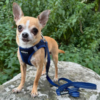 Tiny Trails Reflective 15mm Webbing Lead with Neoprene Handle Lining Navy