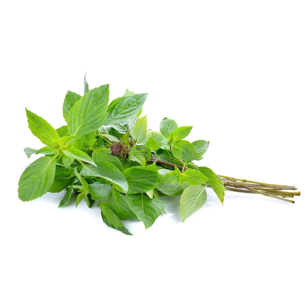 Fresh Sweet Basil/Rau Húng Quế 100g