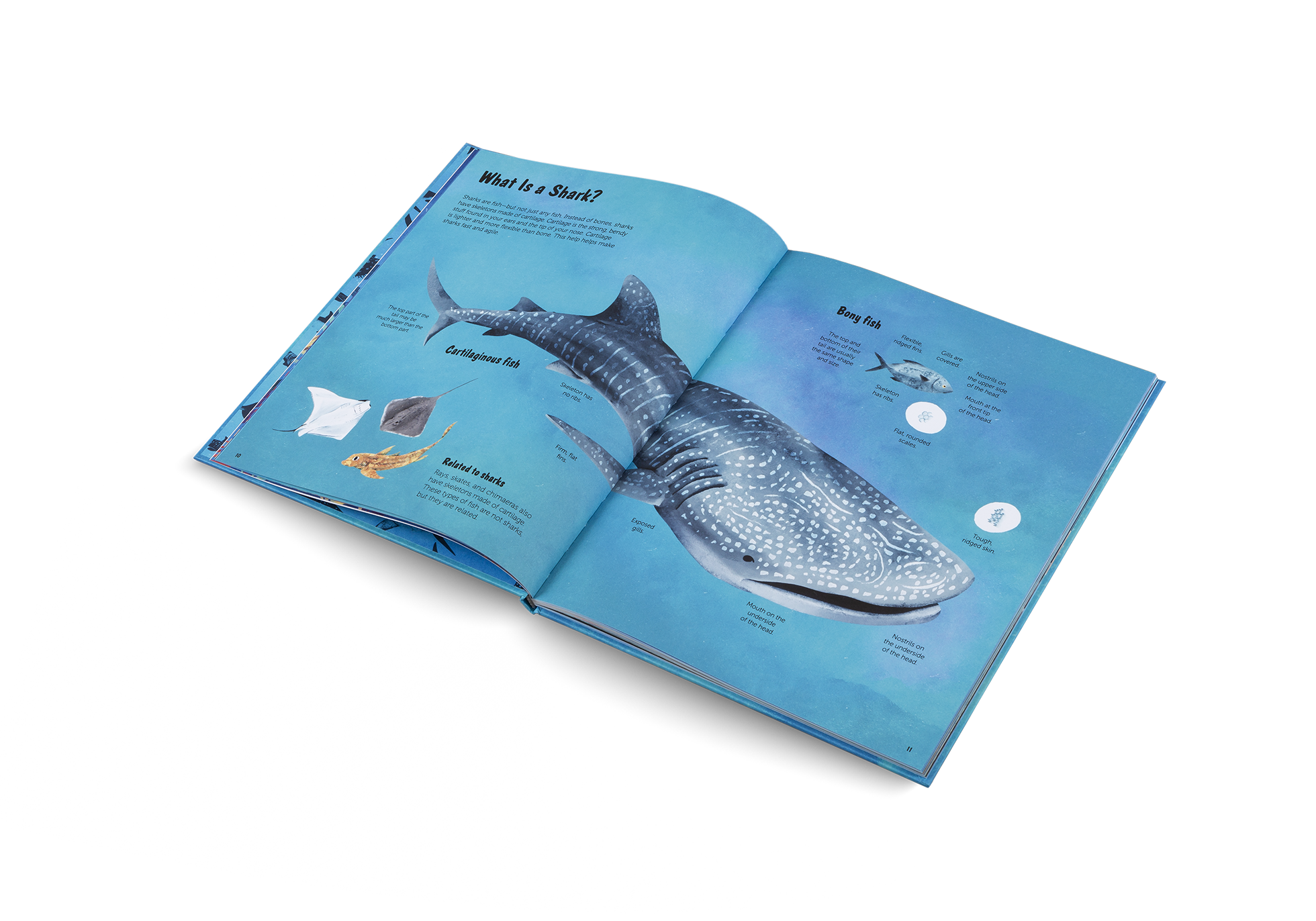 The World of Sharks