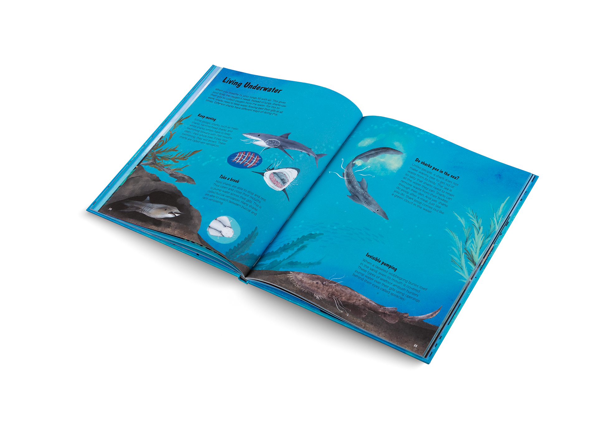 The World of Sharks