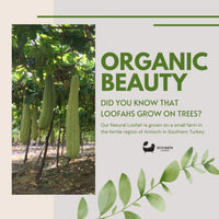 Eco Bath London Natural Loofah Brush - Premium Loofah Body Brush with Handle