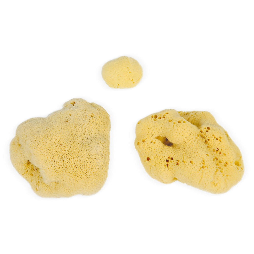 Eco Bath London Natural Sea Sponges (3-20 cm) - Sustainably Harvested Exfoliating Bath Sponges