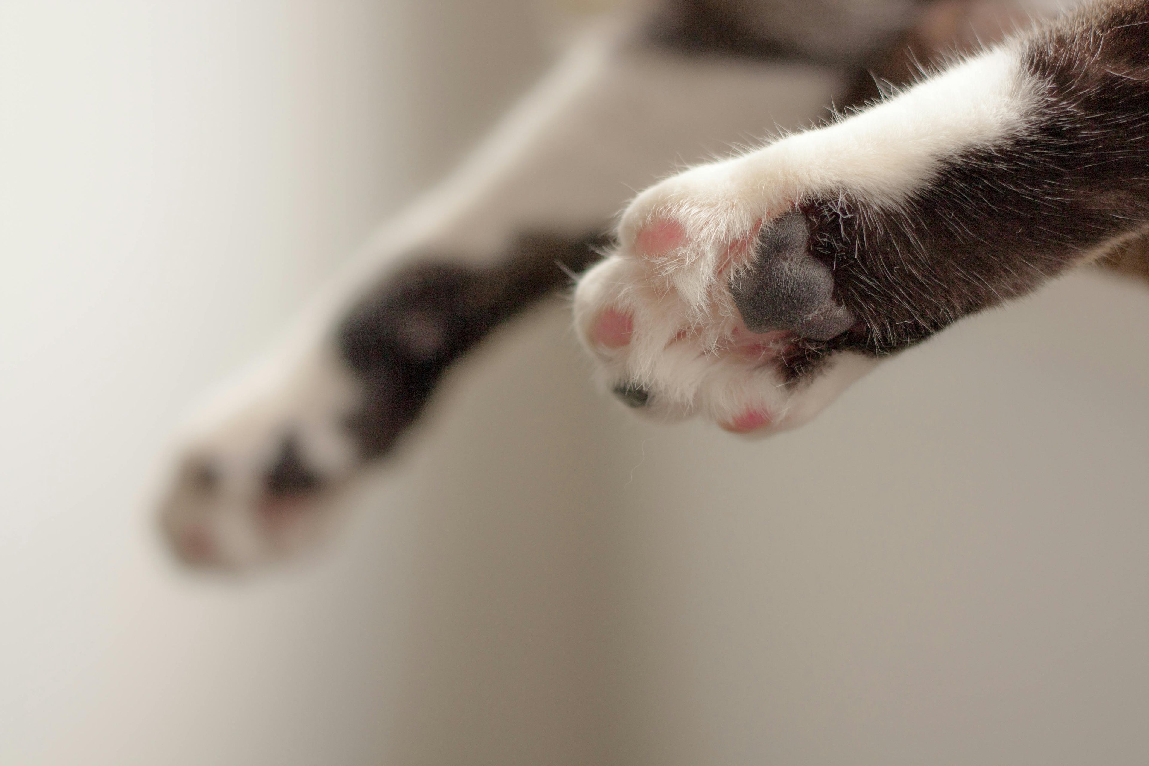Toe Beans | All-Natural Beeswax Paw Print Crayons