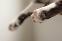 Toe Beans | All-Natural Beeswax Paw Print Crayons