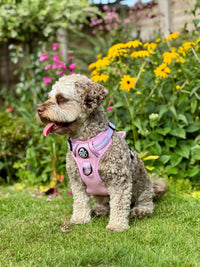 Rugged Rover™ Harness - Pastel Pink