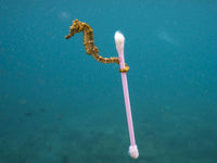 Bamboo Cotton Buds